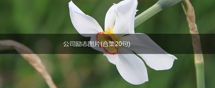 公司励志图片(合集20句),第1张