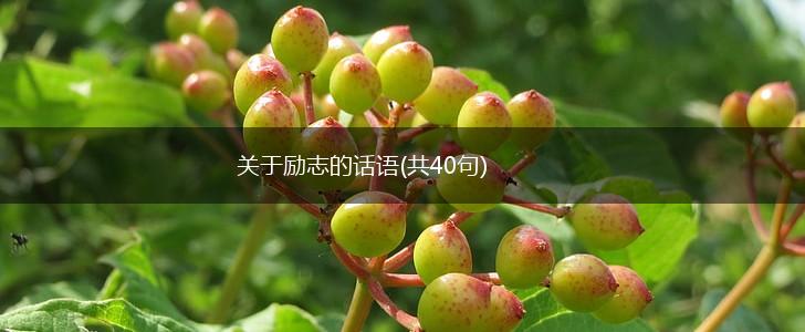 关于励志的话语(共40句),第1张