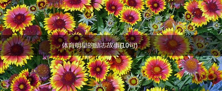 体育明星的励志故事(10句),第1张