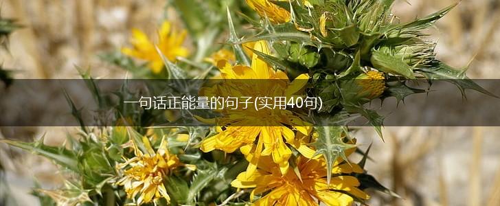 一句话正能量的句子(实用40句),第1张