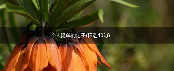一个人孤单的句子(精选40句),第1张