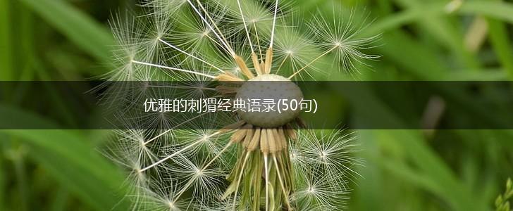 优雅的刺猬经典语录(50句),第1张