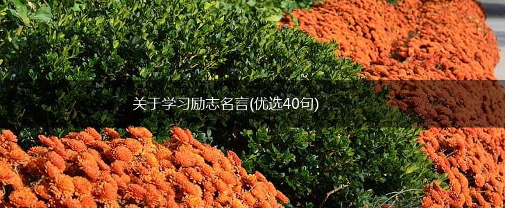 关于学习励志名言(优选40句),第1张