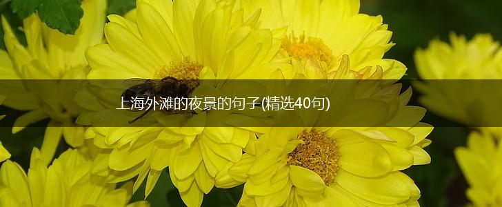 上海外滩的夜景的句子(精选40句),第1张