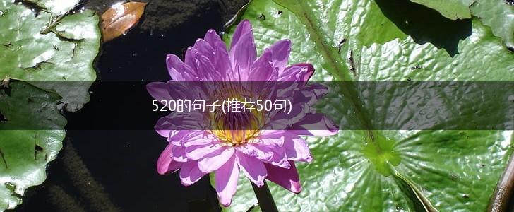 520的句子(推荐50句),第1张