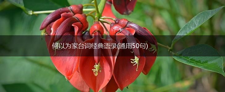 何以为家台词经典语录(通用50句),第1张