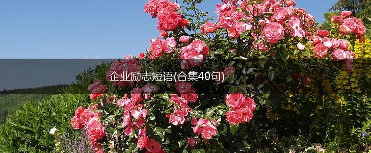 企业励志短语(合集40句),第1张