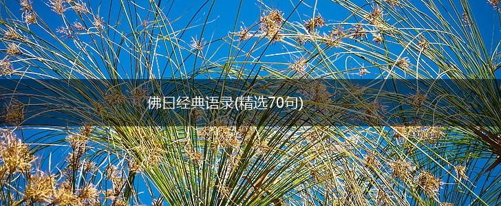 佛曰经典语录(精选70句),第1张