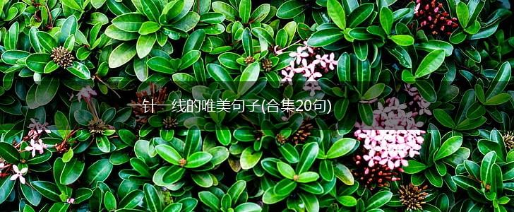 一针一线的唯美句子(合集20句),第1张
