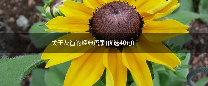 关于友谊的经典语录(优选40句),第1张