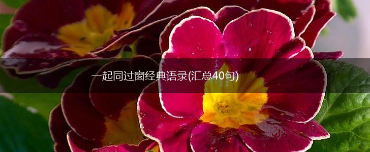 一起同过窗经典语录(汇总40句),第1张