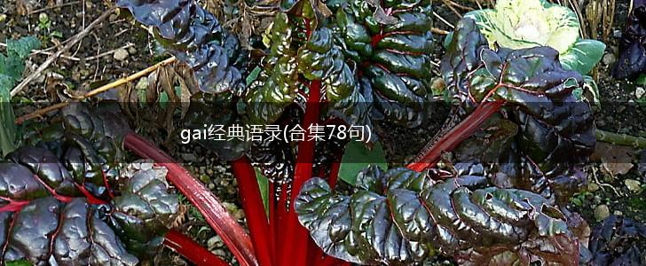 gai经典语录(合集78句),第1张