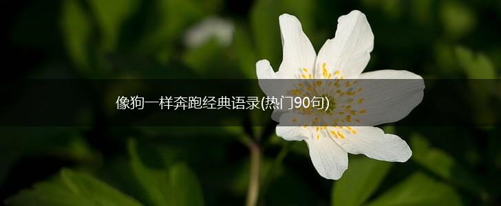 像狗一样奔跑经典语录(热门90句),第1张