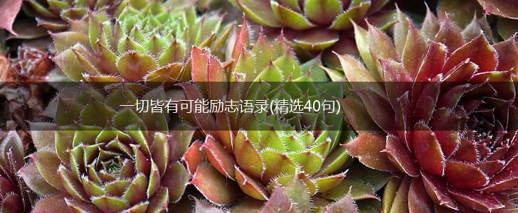 一切皆有可能励志语录(精选40句),第1张
