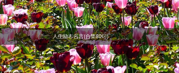 人生励志名言(合集80句),第1张