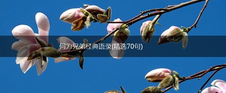 何为兄弟经典语录(精选70句),第1张