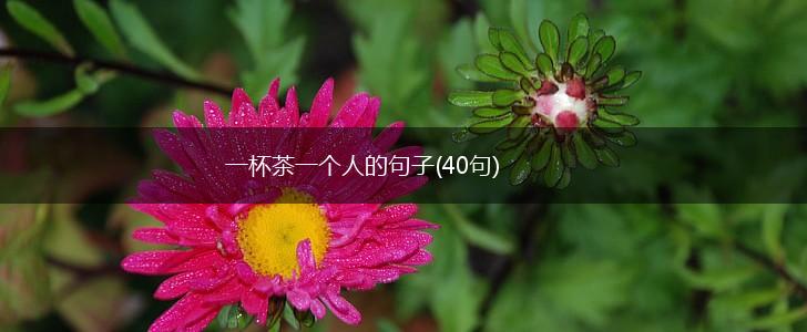 一杯茶一个人的句子(40句),第1张