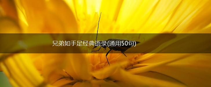 兄弟如手足经典语录(通用50句),第1张
