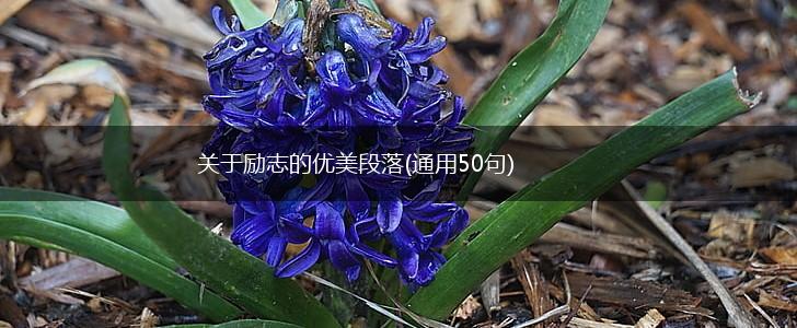 关于励志的优美段落(通用50句),第1张