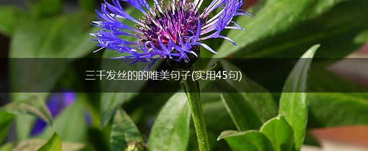 三千发丝的的唯美句子(实用45句),第1张