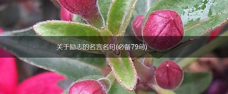 关于励志的名言名句(必备79句),第1张