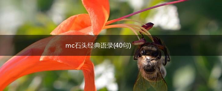 mc石头经典语录(40句),第1张