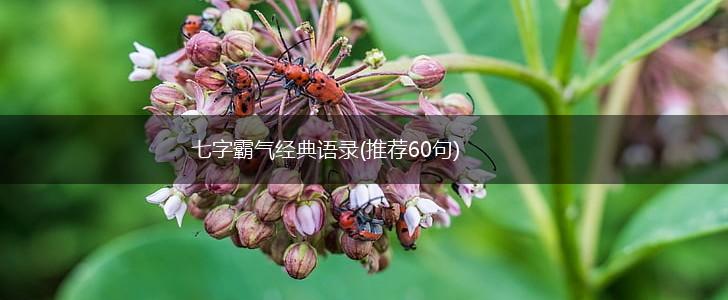 七字霸气经典语录(推荐60句),第1张