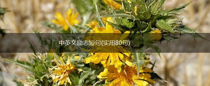 中英文励志短句(实用80句),第1张