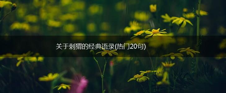 关于刺猬的经典语录(热门20句),第1张