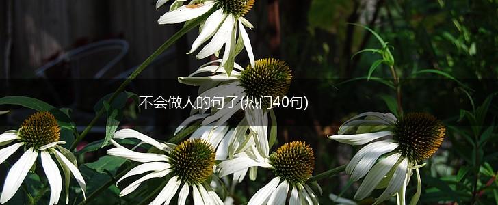 不会做人的句子(热门40句),第1张