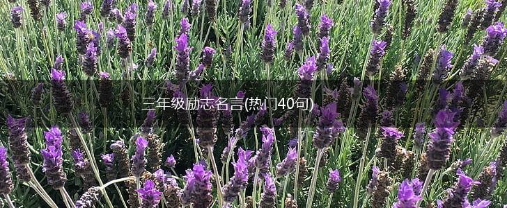 三年级励志名言(热门40句),第1张