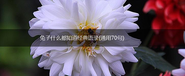 兔子什么都知道经典语录(通用70句),第1张