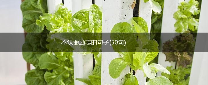 不认命励志的句子(50句),第1张