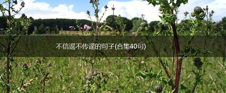 不信谣不传谣的句子(合集40句),第1张