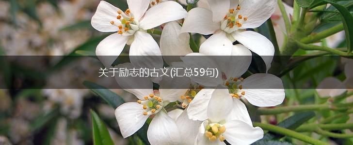 关于励志的古文(汇总59句),第1张