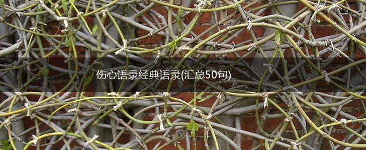 伤心语录经典语录(汇总50句),第1张