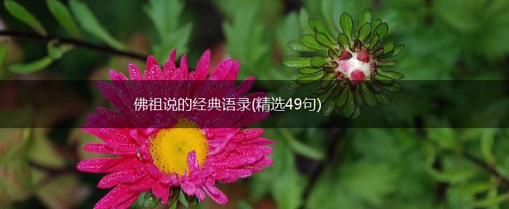 佛祖说的经典语录(精选49句),第1张