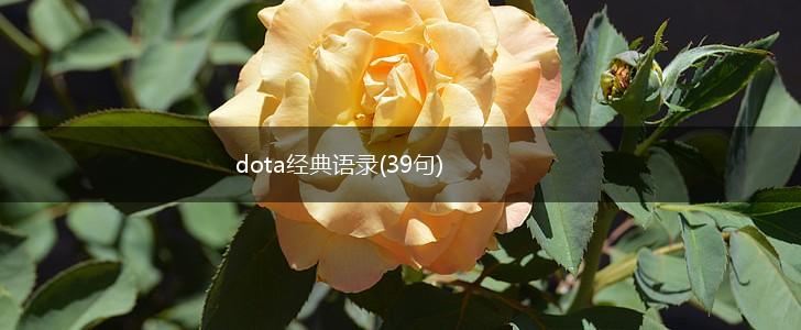 dota经典语录(39句),第1张