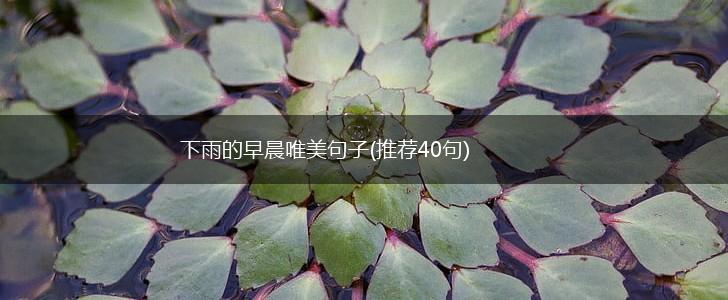 下雨的早晨唯美句子(推荐40句),第1张