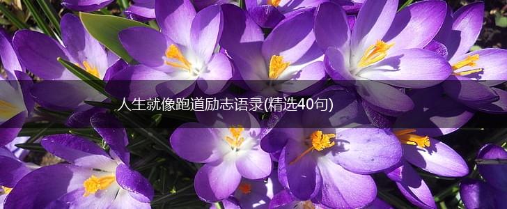 人生就像跑道励志语录(精选40句),第1张