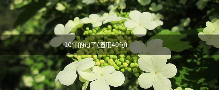 10年的句子(通用40句),第1张