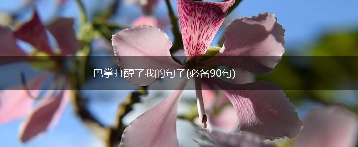 一巴掌打醒了我的句子(必备90句),第1张
