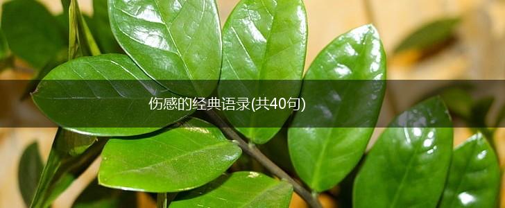 伤感的经典语录(共40句),第1张