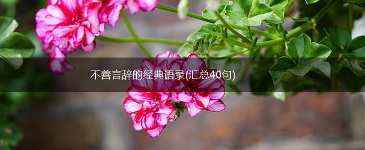 不善言辞的经典语录(汇总40句),第1张