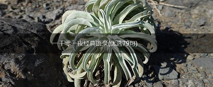 一千零一夜经典语录(优选79句),第1张