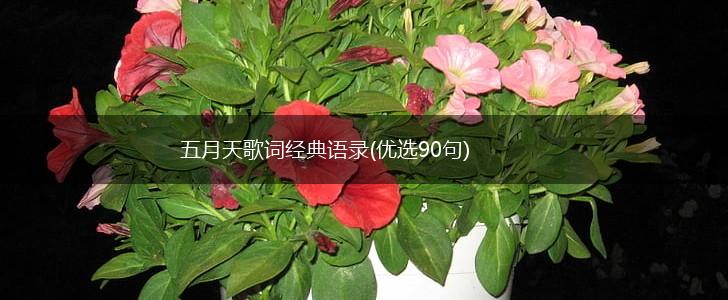 五月天歌词经典语录(优选90句),第1张