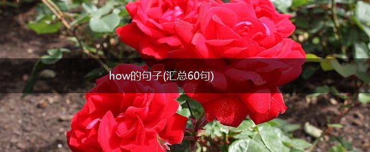 how的句子(汇总60句),第1张