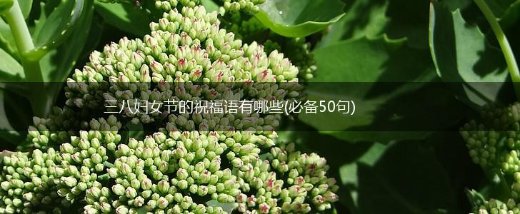 三八妇女节的祝福语有哪些(必备50句),第1张