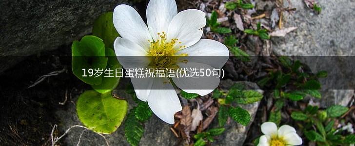19岁生日蛋糕祝福语(优选50句),第1张