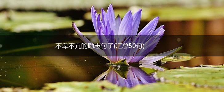 不卑不亢的励志句子(汇总50句),第1张